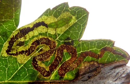 Stigmella oxyacanthella - photo 6