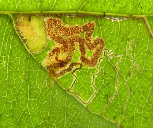 Stigmella oxyacanthella - photo 7