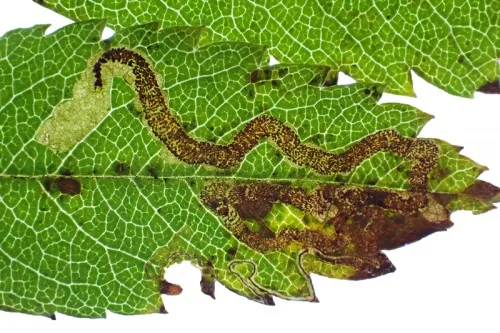 Stigmella oxyacanthella - photo 8