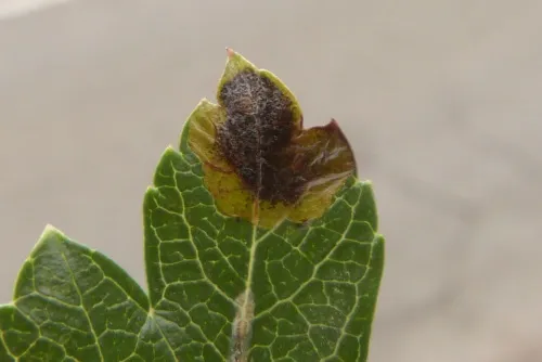 Stigmella paradoxa - Stigmella paradoxa