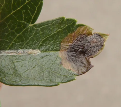 Stigmella paradoxa - photo 2