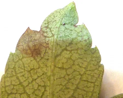 Stigmella paradoxa - photo 3