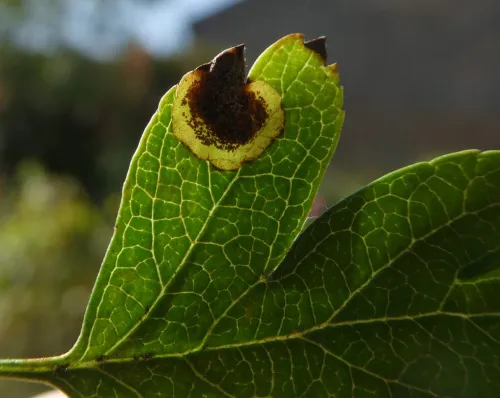 Stigmella paradoxa - photo 4