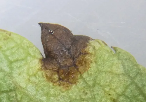 Stigmella paradoxa - photo 5