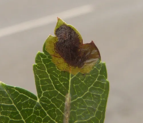Stigmella paradoxa - photo 6