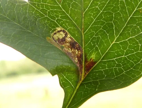 Stigmella perpygmaeella - photo 2