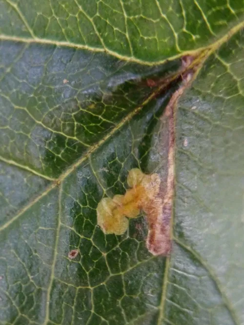 Stigmella perpygmaeella - photo 3