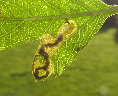 Stigmella perpygmaeella - photo 4