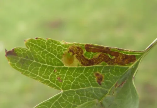 Stigmella perpygmaeella - photo 5