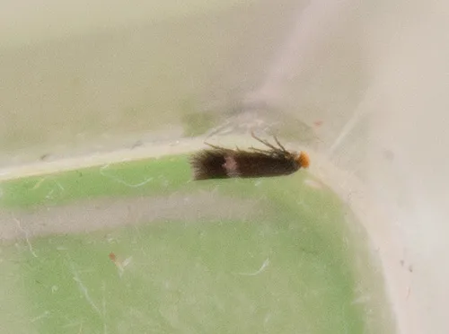 Stigmella plagicolella - photo 3