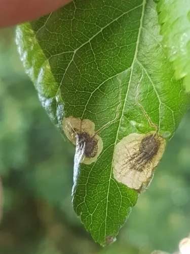 Stigmella plagicolella - photo 4