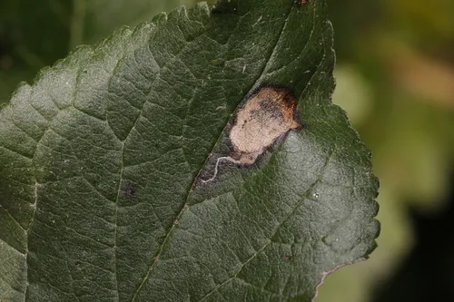 Stigmella plagicolella - photo 5