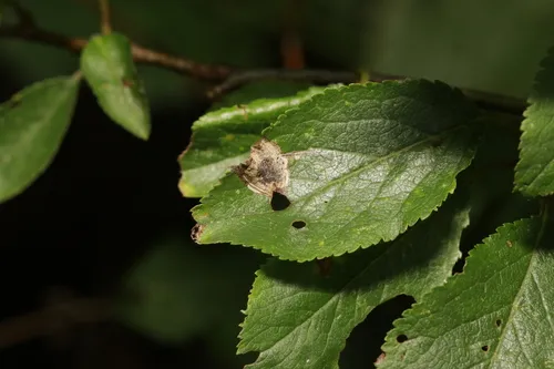 Stigmella plagicolella - photo 6