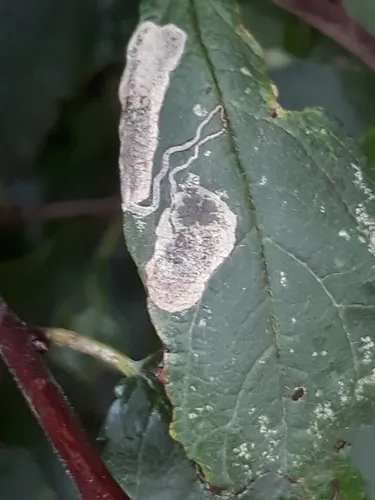 Stigmella plagicolella - photo 7