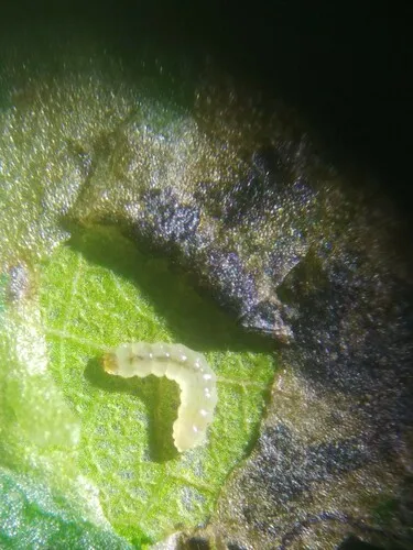 Stigmella plagicolella - photo 8