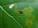 Stigmella populetorum - Hodges#0084 - photo 2