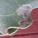 Stigmella populetorum - Hodges#0084 - photo 3