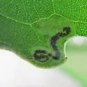 Stigmella populetorum - Hodges#0084 - photo 4