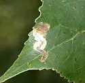 Stigmella populetorum - Hodges#0084 - photo 5