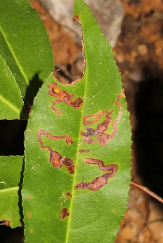 Stigmella prunifoliella - Hodges#0070