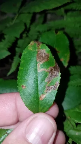 Stigmella prunifoliella - Hodges#0070 - photo 6
