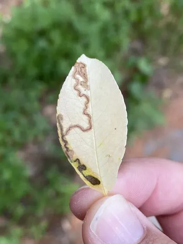 Stigmella prunifoliella - Hodges#0070 - photo 7