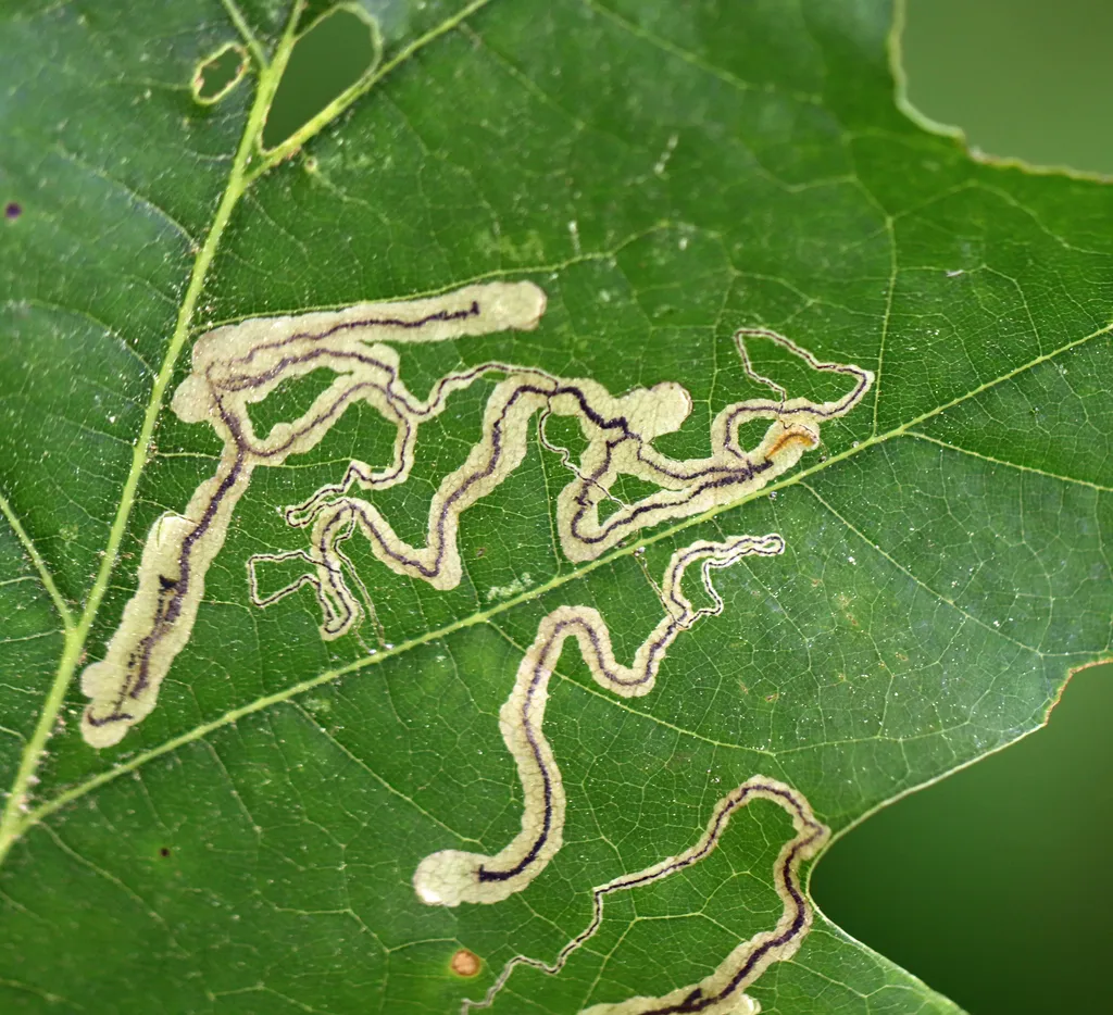 Stigmella quercipulchella - Hodges#0099 - photo 2