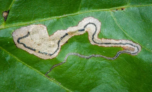 Stigmella quercipulchella - Hodges#0099 - photo 4