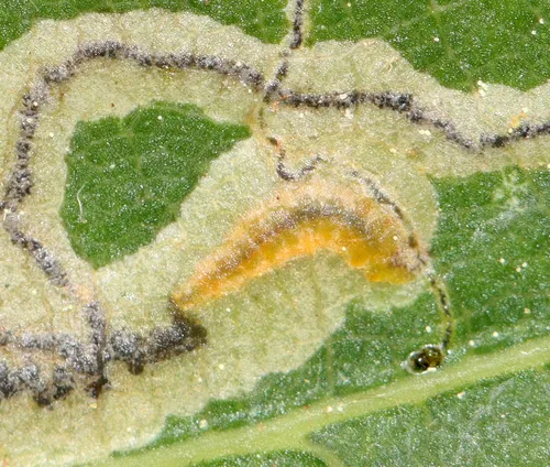 Stigmella quercipulchella - Hodges#0099 - photo 5