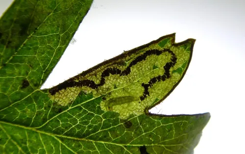 Stigmella regiella