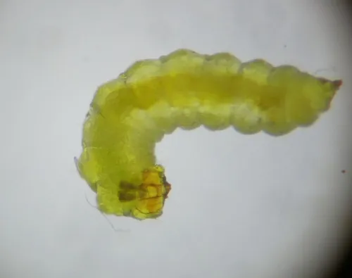 Stigmella regiella - photo 2