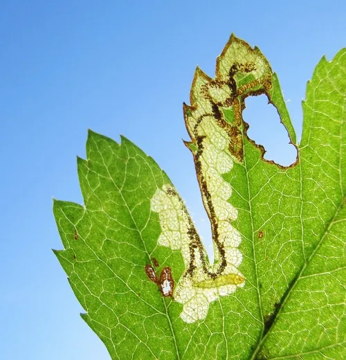Stigmella regiella - photo 3