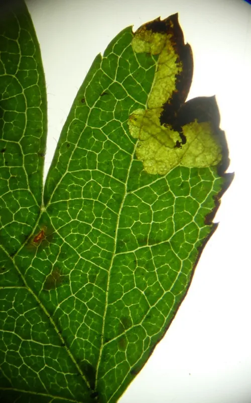 Stigmella regiella - photo 4