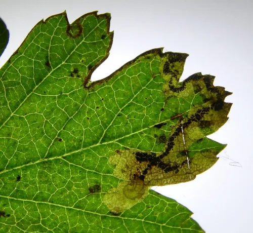 Stigmella regiella - photo 5