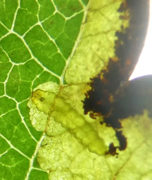 Stigmella regiella - photo 6