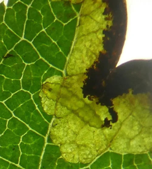 Stigmella regiella - photo 7