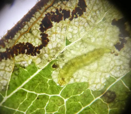 Stigmella regiella - photo 8