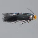 Stigmella resplendensella - Hodges#0111