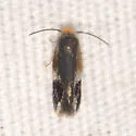 Stigmella resplendensella - Hodges#0111 - photo 2