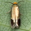 Stigmella resplendensella - Hodges#0111 - photo 4