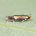 Stigmella resplendensella - Hodges#0111 - photo 5