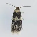 Stigmella rhamnicola - Hodges#0074 - Stigmella rhamnicola