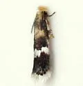 Stigmella rhamnicola - Hodges#0074 - photo 2