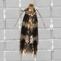 Stigmella rhamnicola - Hodges#0074 - photo 3