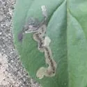 Stigmella rhamnicola - Hodges#0074 - photo 4