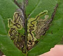 Stigmella rhamnicola - Hodges#0074 - photo 5
