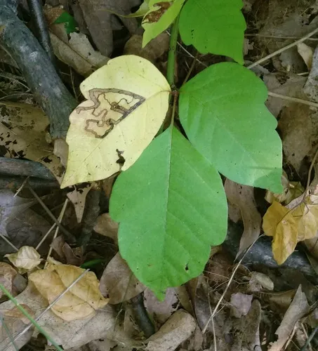 Stigmella rhoifoliella - Hodges#0073