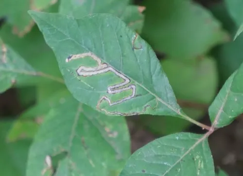Stigmella rhoifoliella - Hodges#0073 - photo 2