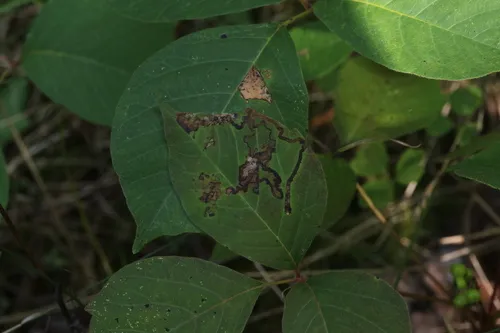 Stigmella rhoifoliella - Hodges#0073 - photo 3