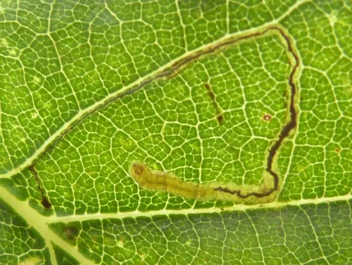 Stigmella roborella - photo 2